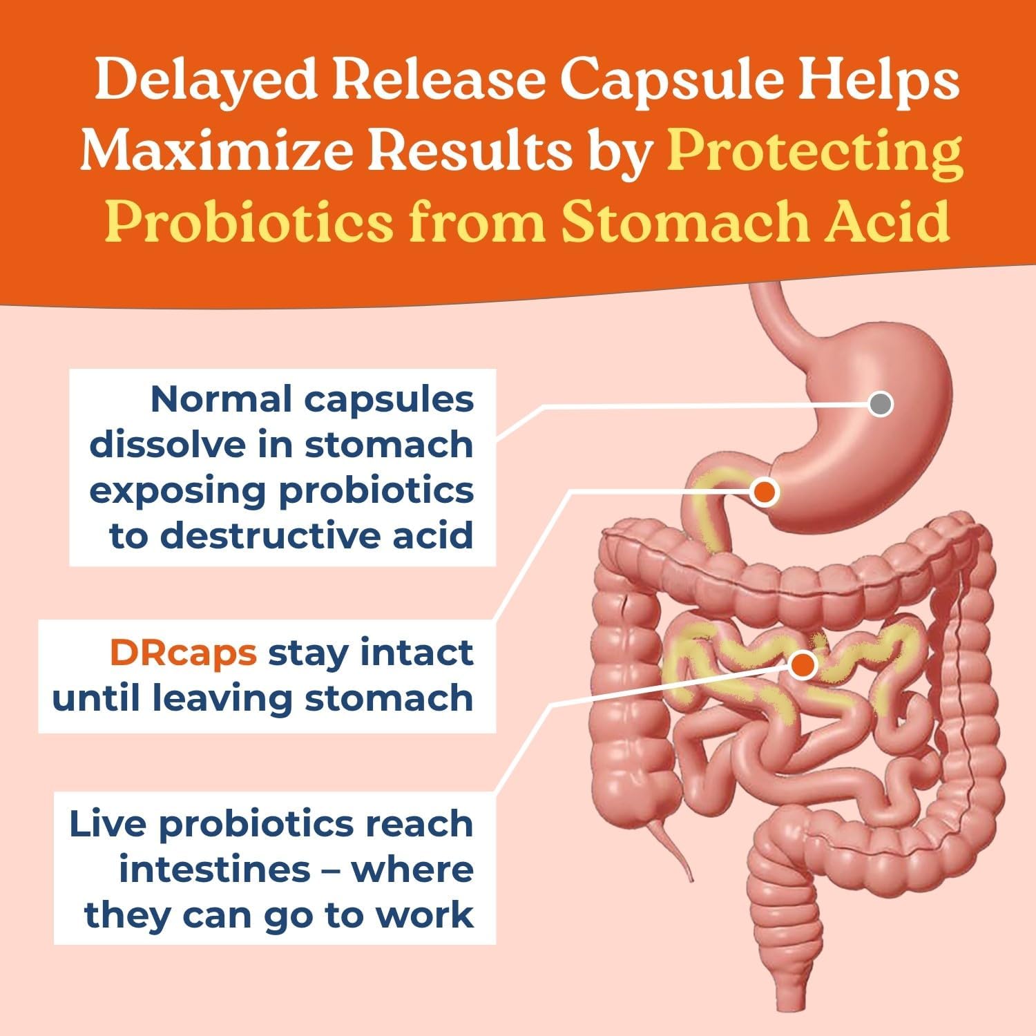 Buy Naturecity True-Life-Pb Shelf Stable Blend Prebiotics And Probiotics For Women And Men - Digestive Gut Health Supplements For Women And Men - Dairy Free - (60 Veggie Capsules) On  Free Shipping On Qualified Orders