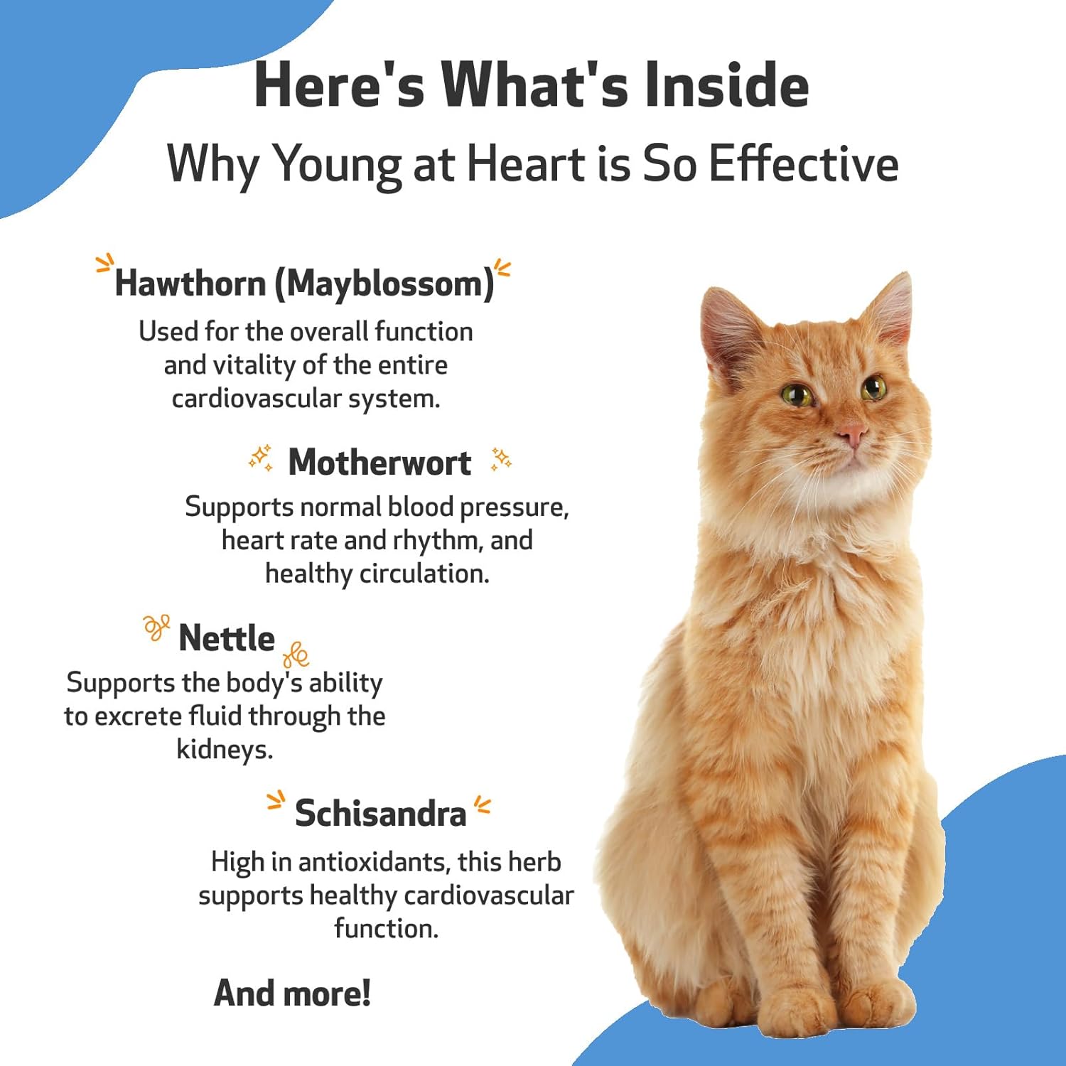 Pet Wellbeing Young at Heart for Cats - Vet-Formulated - Supports Cardiovascular System | Heart & Circulatory Health - Natural Herbal Supplement 2 oz (59 ml) : Pet Supplies