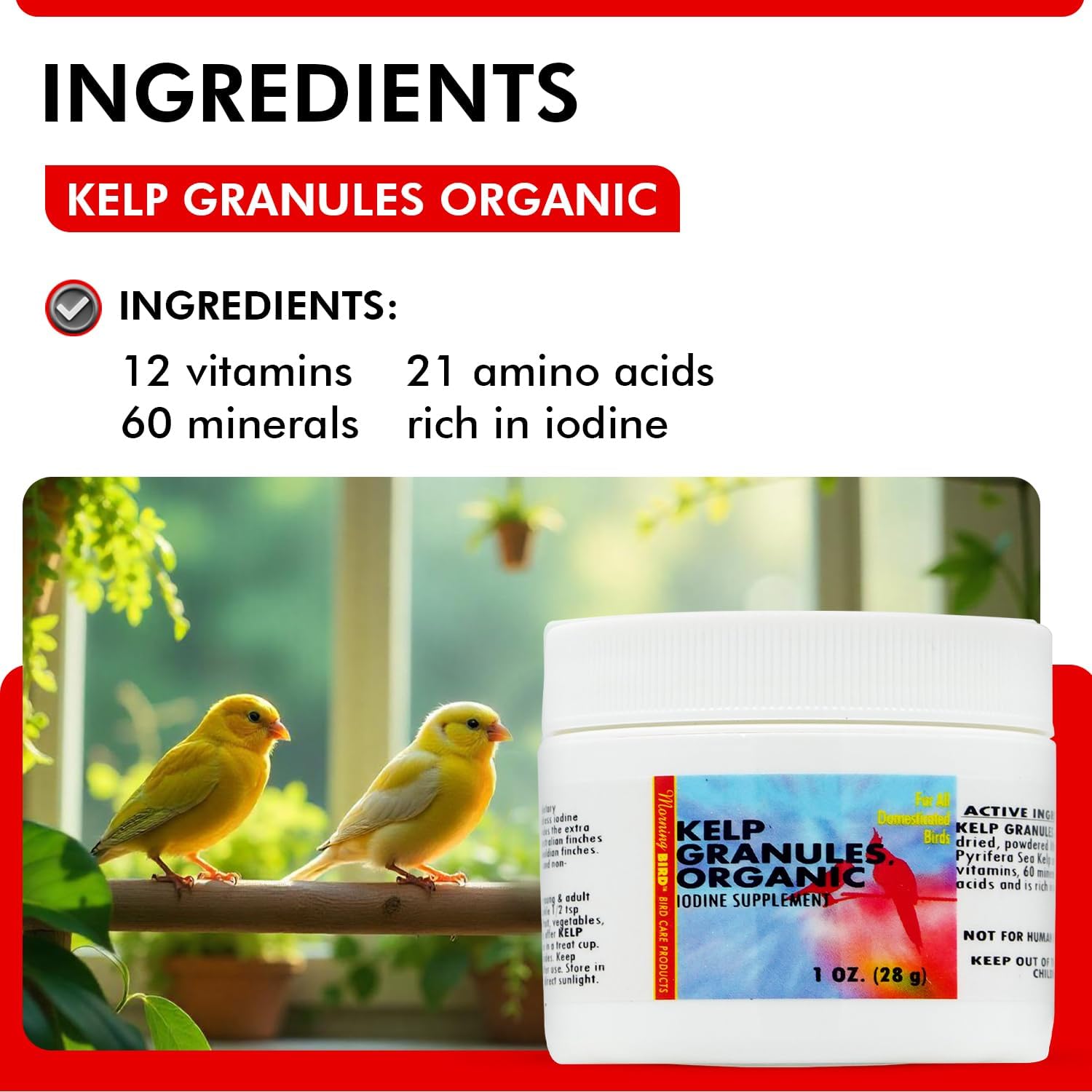 Morning Bird Kelp Granules 3 Oz – Iodine Supplement For Birds – Supports Feather Growth, Molting & Metabolism – Rich In Amino Acids, Trace Minerals & Natural Vitamins – Clean Nutrition For All Birds : Pet Supplies