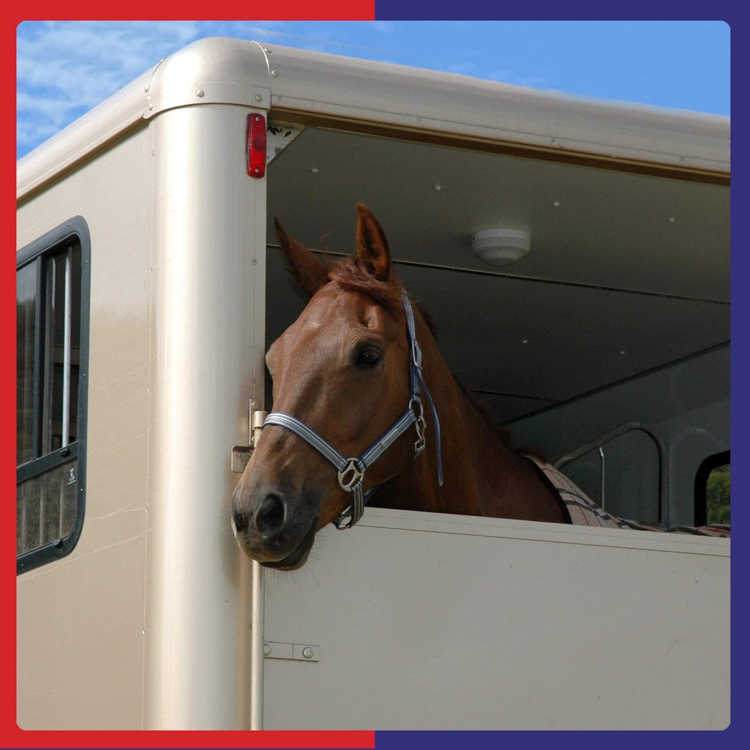 Equine America Pro Gut Balancer | Premium Ready To Use Horse & Pony Supplement | Support For Digestive Function & Performance | 450g : Amazon.co.uk: Pet Supplies