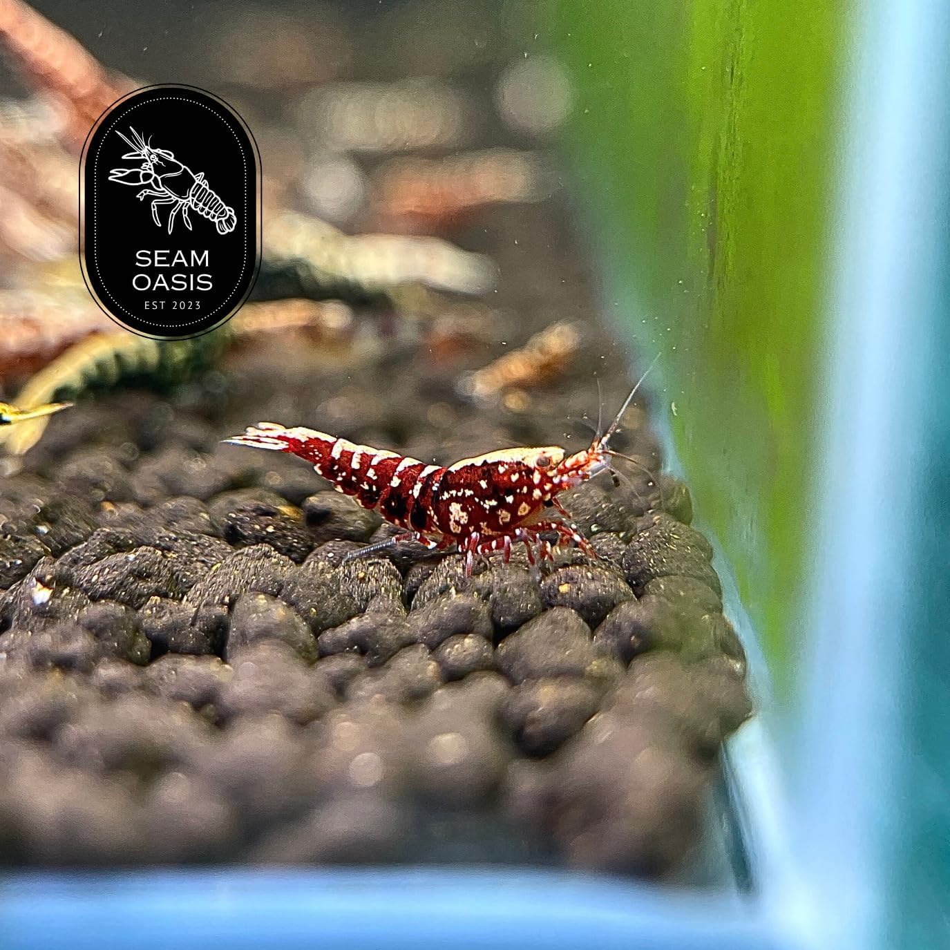 The Seam Oasis - Mix Of 10 Caridina Shrimp - Red & Black Galaxy Fishbone, Boa, Pure Red Line & Deep Blue Live Shrimp Freshwater Aquarium - Juvenile 1/4" - 1/2" Inches - Live Shrimp Arrival Guarantee : Pet Supplies
