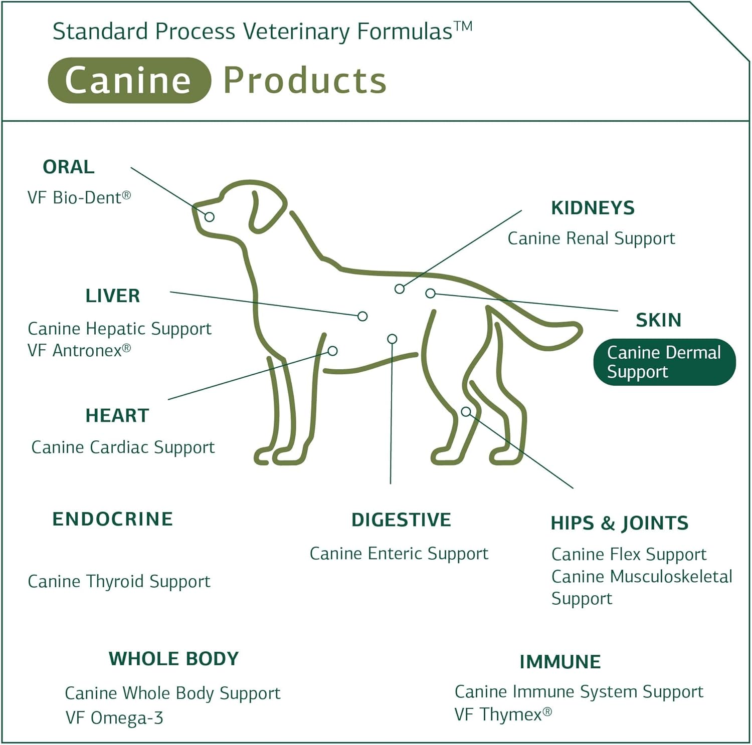 Standard Process Canine Dermal Support - Skin & Adrenal Gland Support Supplement - Comprehensive Skin Health Support Supplement for Dogs - Daily Immune & Liver Support Powder - 30 g : Pet Nutritional Supplements : Pet Supplies