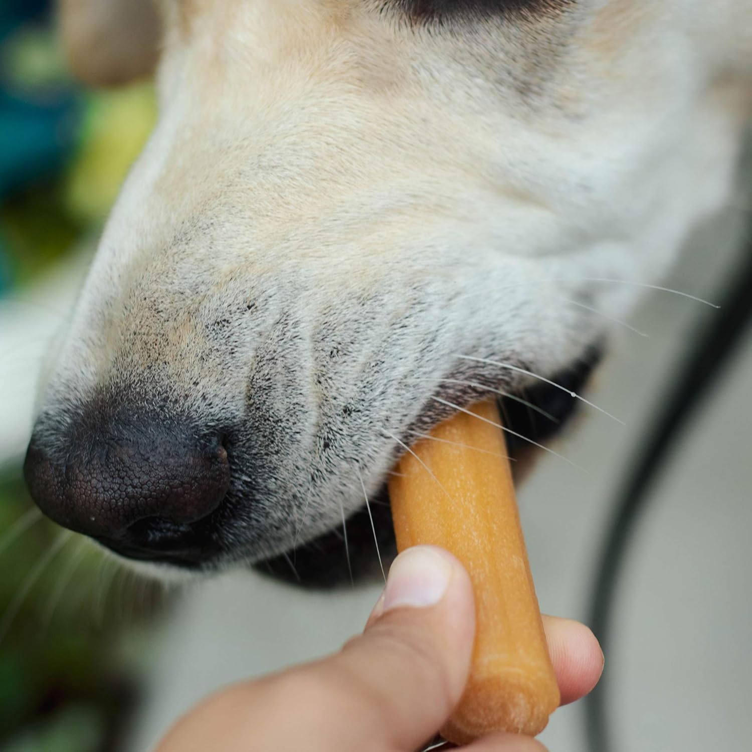 yaky Churro Himalayan Cheese Treats | Lactose Free - Gluten Free - Grain Free | USA Made | for All Breeds | 1 x 10 inch Churro | Real Bacon Flavor : Pet Supplies