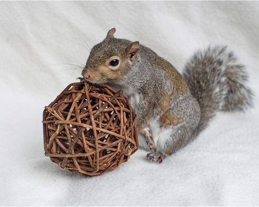 Willow Ball - Natural Safe Willow Branch Rattan Activity Chew Toy Cage Accessory - Rabbits, Guinea Pigs, Prairie Dogs, Chinchillas, Degus, Rats, Hedgehogs, Squirrels, Parrots, & Small Pets