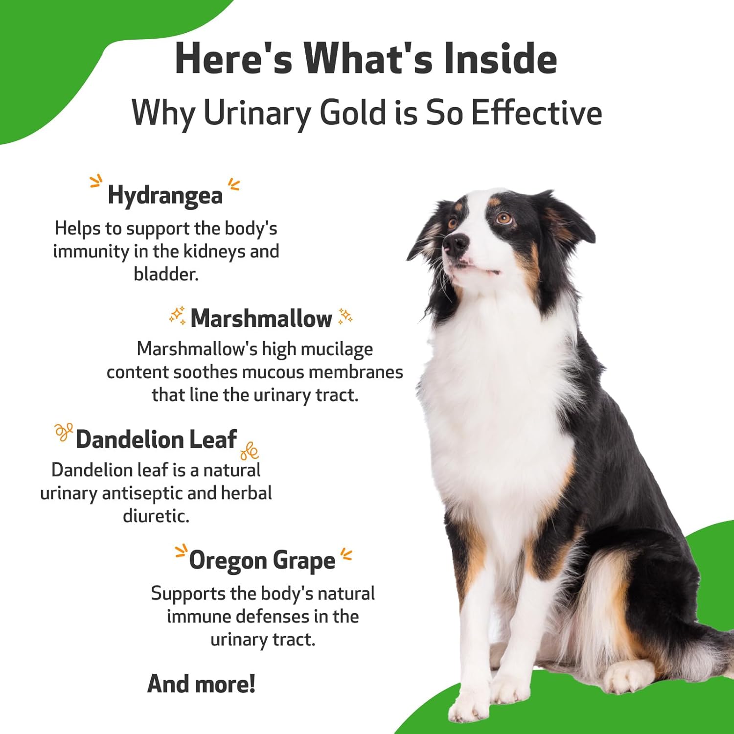 Pet Wellbeing Urinary Gold for Dogs - Supports Urinary Tract Health, Normal Urinary pH - Veterinarian-Formulated Herbal Supplement 2 oz (59 ml) : Pet Digestive Remedies : Pet Supplies