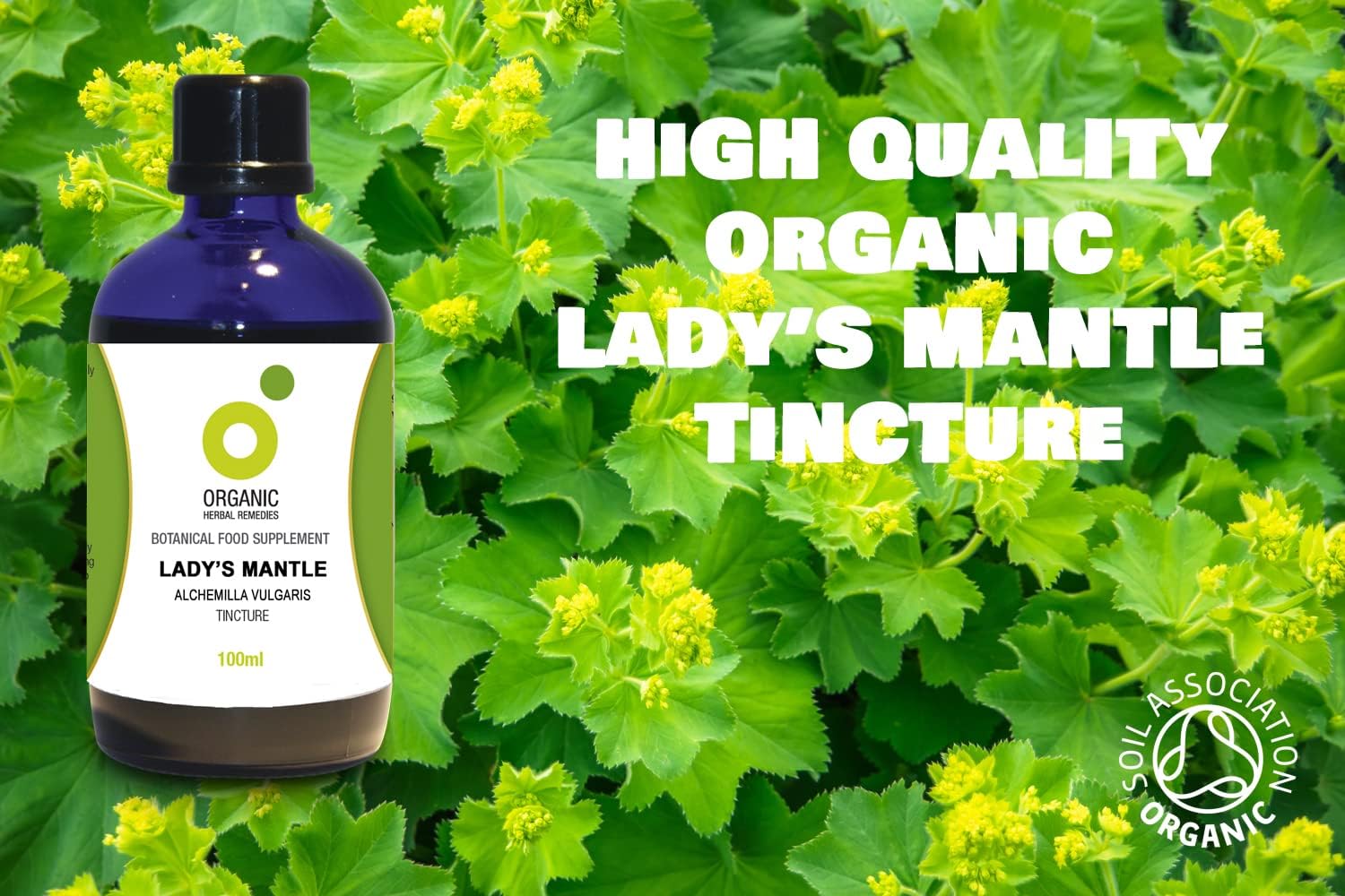 Organic Herbal Remedies Lady's Mantle Tincture, 100ml : Amazon.co.uk: Health & Personal Care