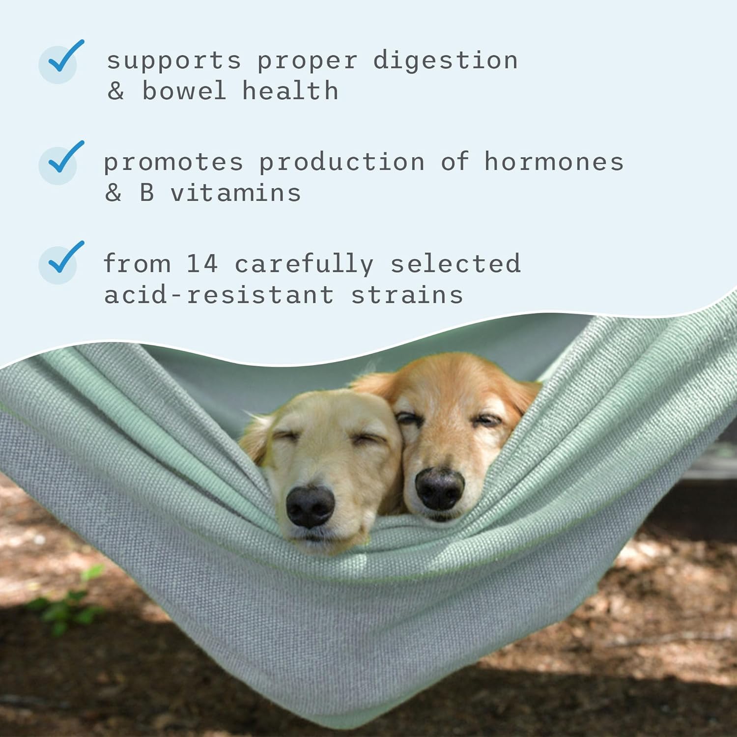 Dr. Mercola, Complete Probiotics, For Cats And Dogs, 3.17 Oz (90 G), Supports Immune Function, Digestive Support, Non Gmo, Soy Free, Gluten Free : Pet Probiotic Nutritional Supplements : Pet Supplies