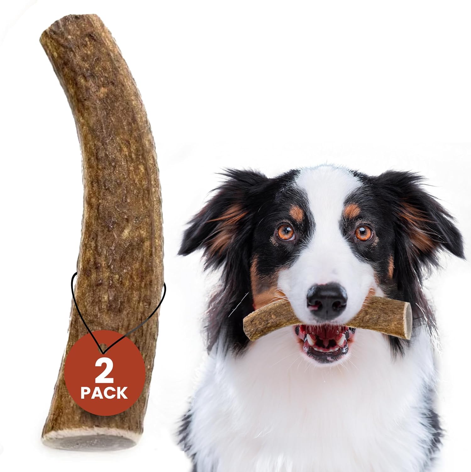 Heartland Elk Antlers for Dogs - Grade A, Naturally Shed Antlers | Dog Bones for Aggressive Chewers & Teething Puppies | All Breeds Chew Toy USA Made & Veteran Owned (Whole Elk: 5-6", Medium, 2-Pack)