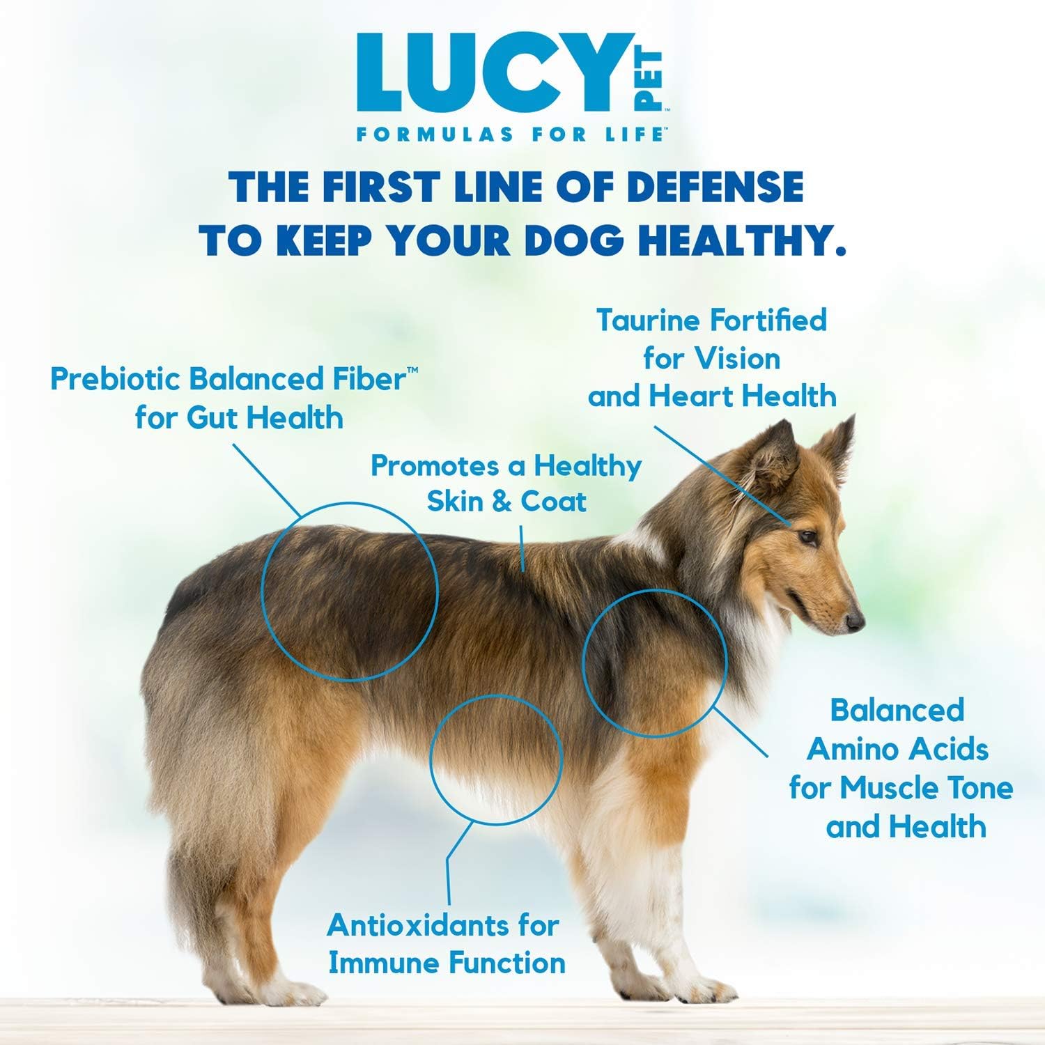 Lucy Pet Formulas for Life Salmon, Pumpkin, & Quinoa Dry Dog Food, All Life Stages, Digestive Health, Sensitive Stomach & Skin, 25lb bag : Pet Supplies