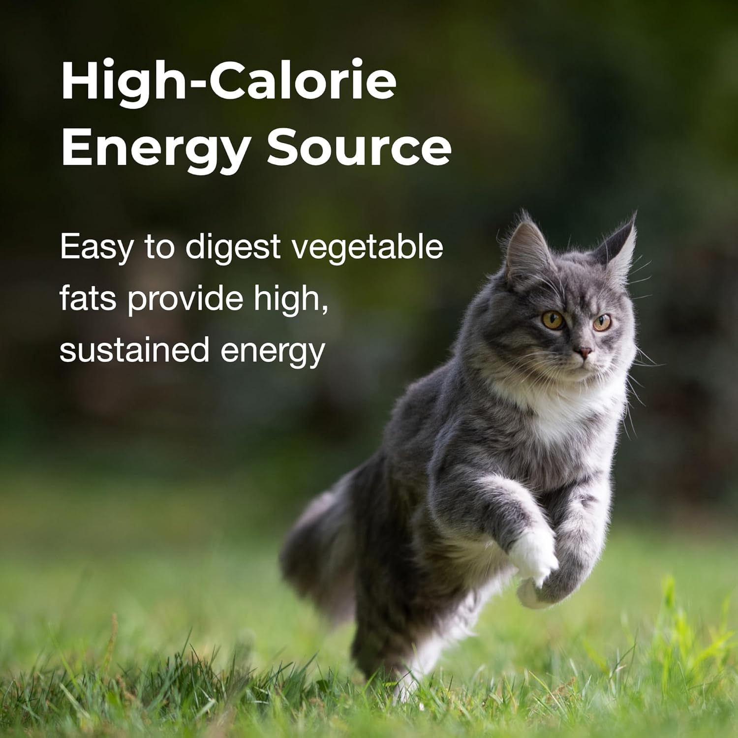 Pet-Ag High Calorie Gel Supplement for Cats - 3.5 oz, Pack of 2 - Chicken Flavor - Provides Extra Calories for Cats 8 Weeks and Older - Easy to Digest