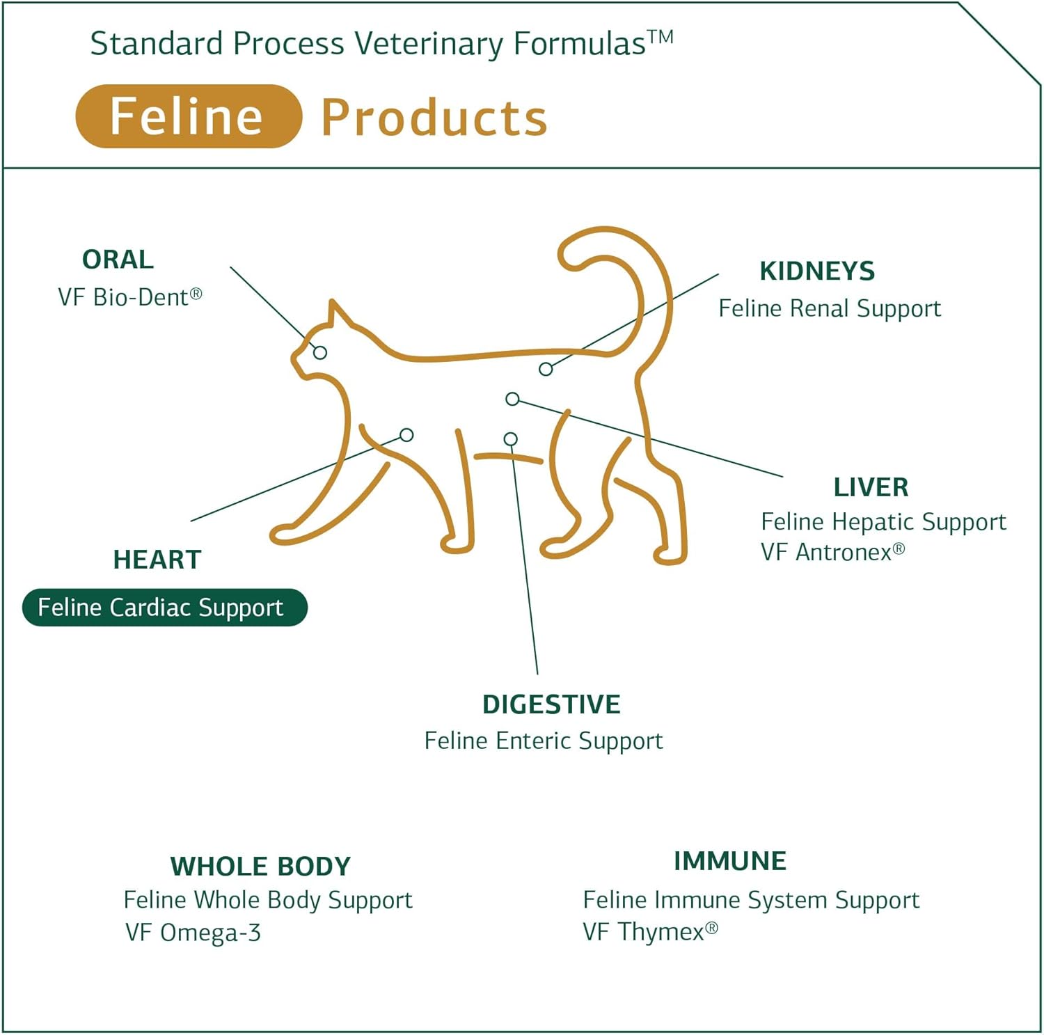 Standard Process Feline Cardiac Support - Cardiovascular System Supplement for Felines - Dietary Cat Supplement to Support Heart Health & Function - Nutritional Tablet Supplement - 90 tablets : Pet Supplies