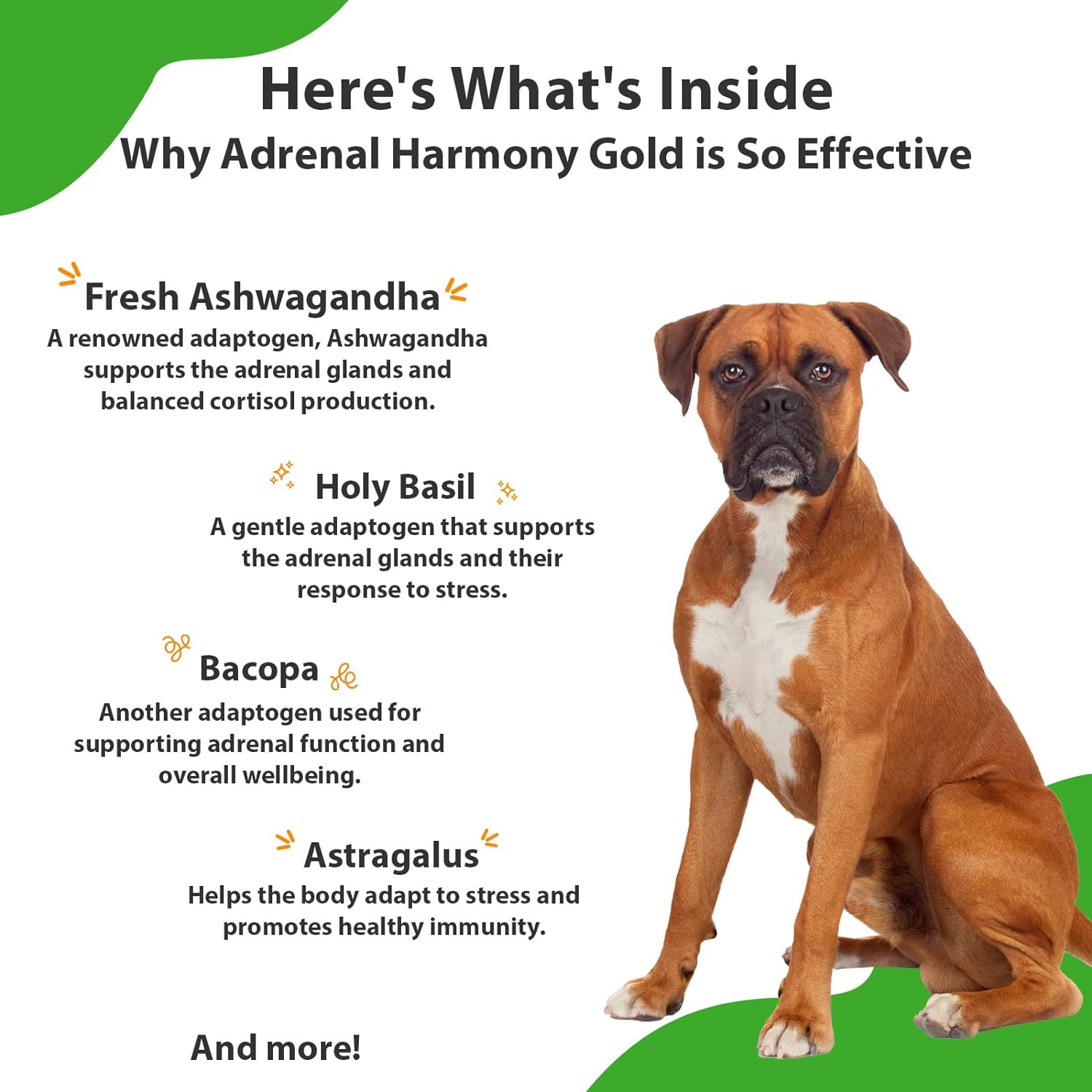 Pet Wellbeing Adrenal Harmony Gold - Dog Cushing's, Cortisol Balance, Adrenal Support, Fluid Balance - Veterinarian-Formulated Herbal Supplement for Dogs 2 oz (59 ml)