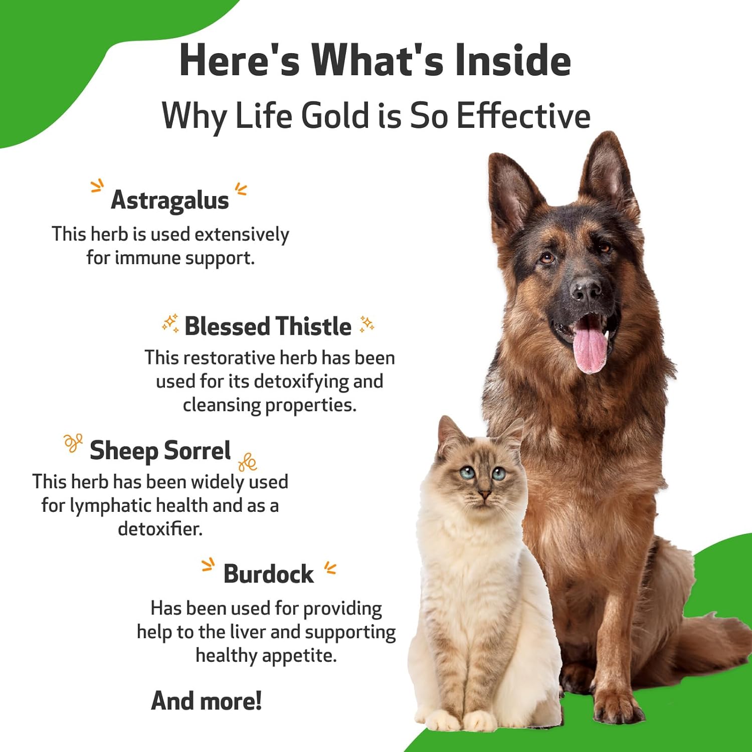 Pet Wellbeing Life Gold for Dogs and Cats - Vet-Formulated - Immune Support and Antioxidant Protection - Natural Herbal Supplement 4 oz (118 ml) : Pet Supplies