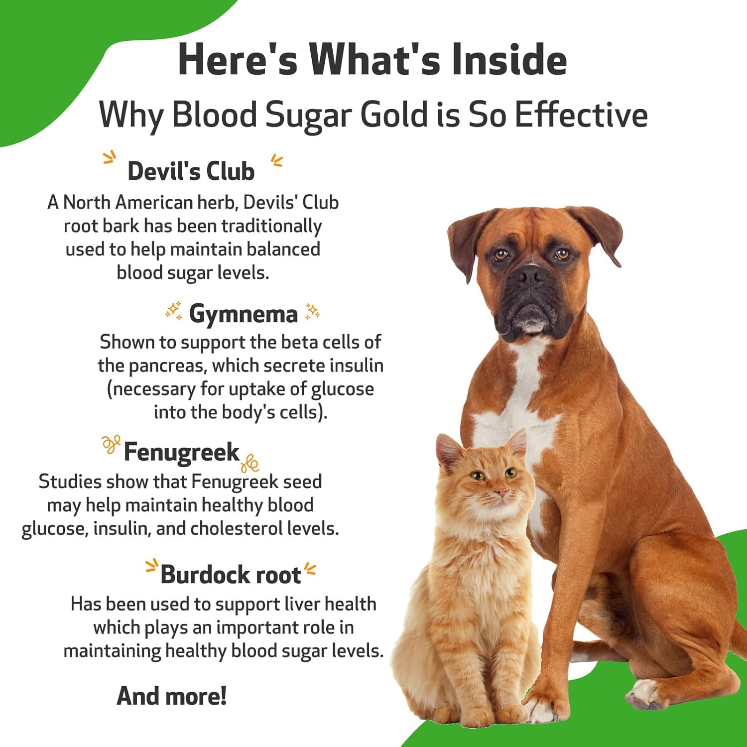 Pet Wellbeing - Blood Sugar Gold Value Size for Dogs & Cats - Natural Support for Healthy Blood Sugar Levels in Your Pet with Diabetes - 4 oz (118ml) : Pet Supplies