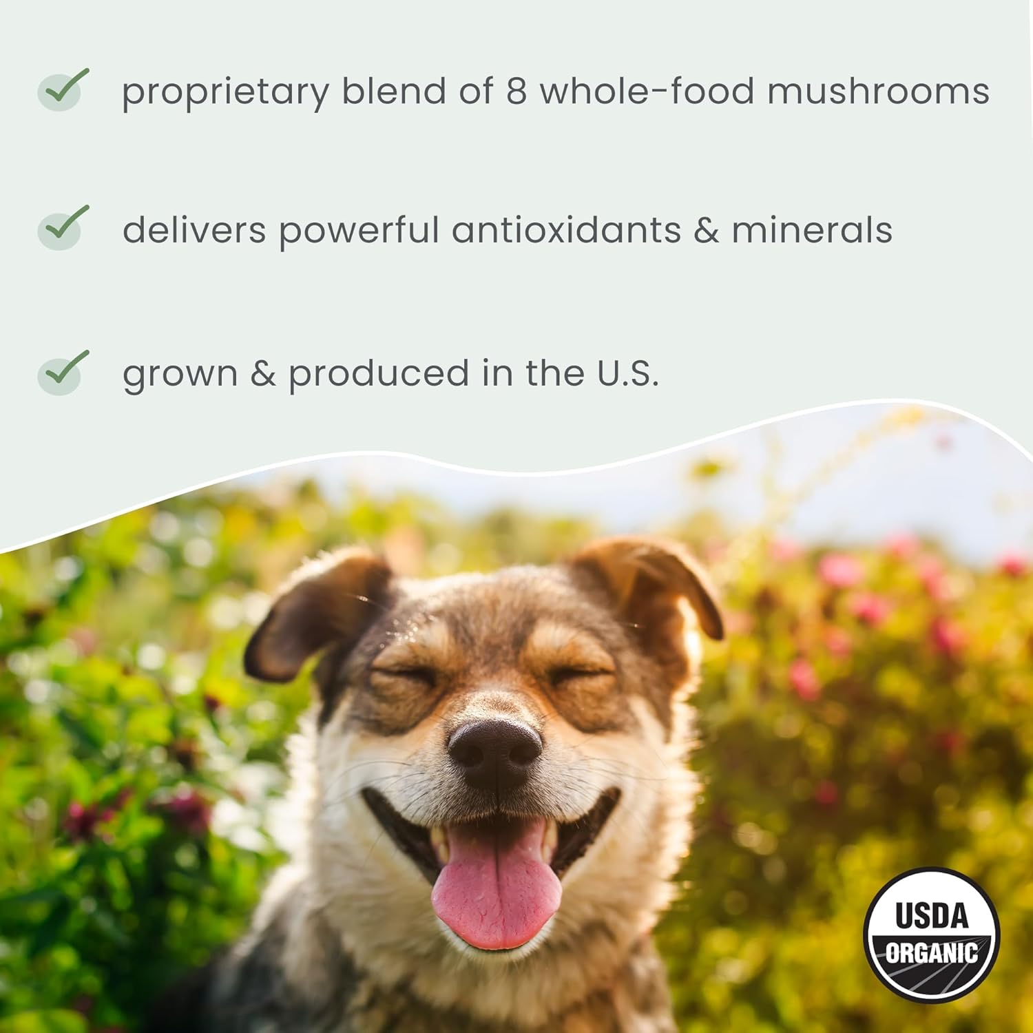 Dr. Mercola Bark & Whiskers Organic Fermented Mushroom Blend - Cat & Dog Supplement - Supports Digestive & Immune Health - Free From Additives, Filler & Gluten - 2.11 Oz. (60 Scoops) : Pet Supplies