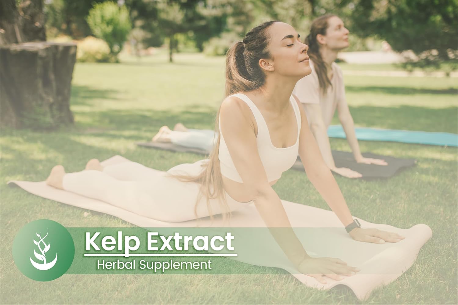 PURE ORIGINAL INGREDIENTS Kelp Extract, (100 Capsules), Pure, No Additives Or Fillers, Lab Verified : Health & Household