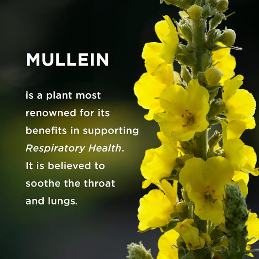 Mullein Gummies 9In1 - Mullein Leaf Extract For Lungs, Breathe Better With Mullein Gummies For Lungs And Sinus Support - Cleanse, Clarity, Relief (90Ct)