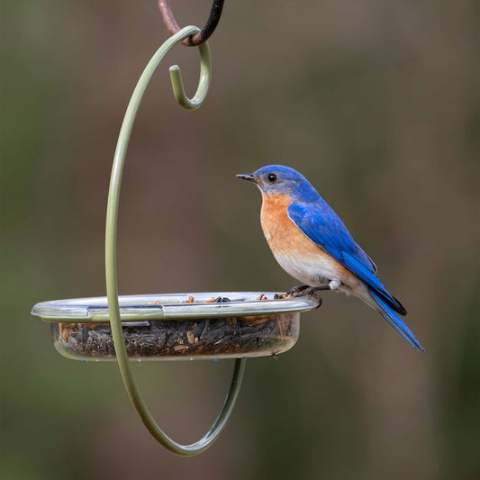 Mealworm and Robin bird feeder - Jacobi Jayne® Easy-Clean Hanging Treat Dish - Ideal for Bird Seed, Mealworms & table scraps - Hanging bird feeder for wild bird food (Hanging Treat Dish)?ILR-HTD