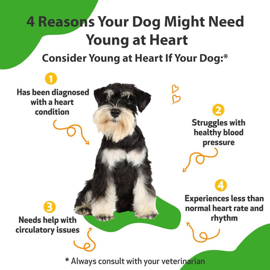 Pet Wellbeing Young At Heart For Dogs - Vet-Formulated - Supports Cardiovascular System | Heart & Circulatory Health - Natural Herbal Supplement 2 Oz (59 Ml)