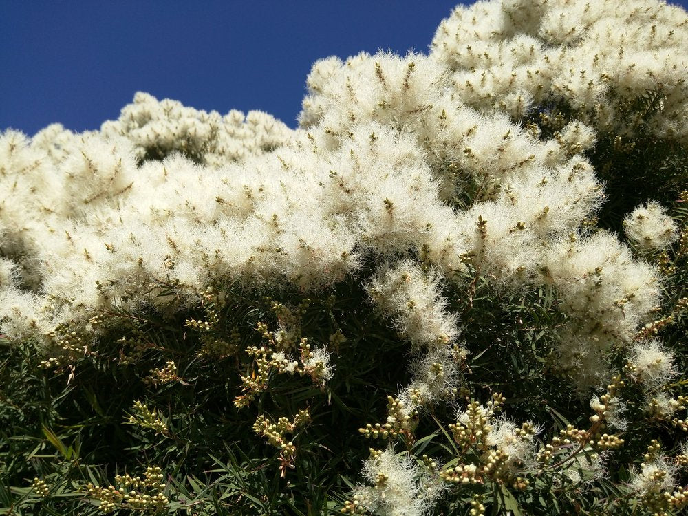 Us Organic 100% Pure Eucalyptus Essential Oil (Globulus) - Usda Certified Organic, Steam Distilled - W/Euro Droppers (More Size Variations Available) (15 Ml / .5 Fl Oz) : Beauty & Personal Care