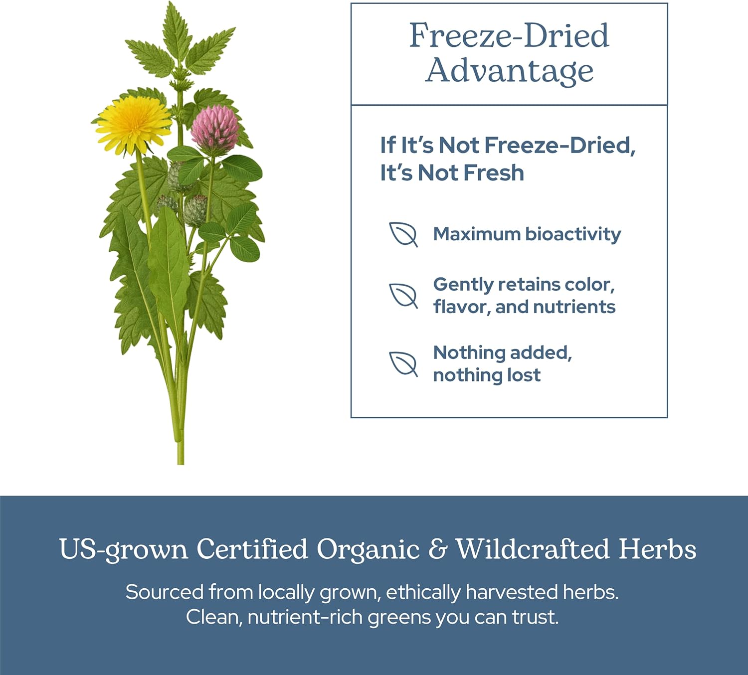 Eclectic Herb Lymphatic & Blood Cleanse | Freeze Dried Fresh, Whole Herbs, Naturally Concentrated | 45 Count : Health & Household