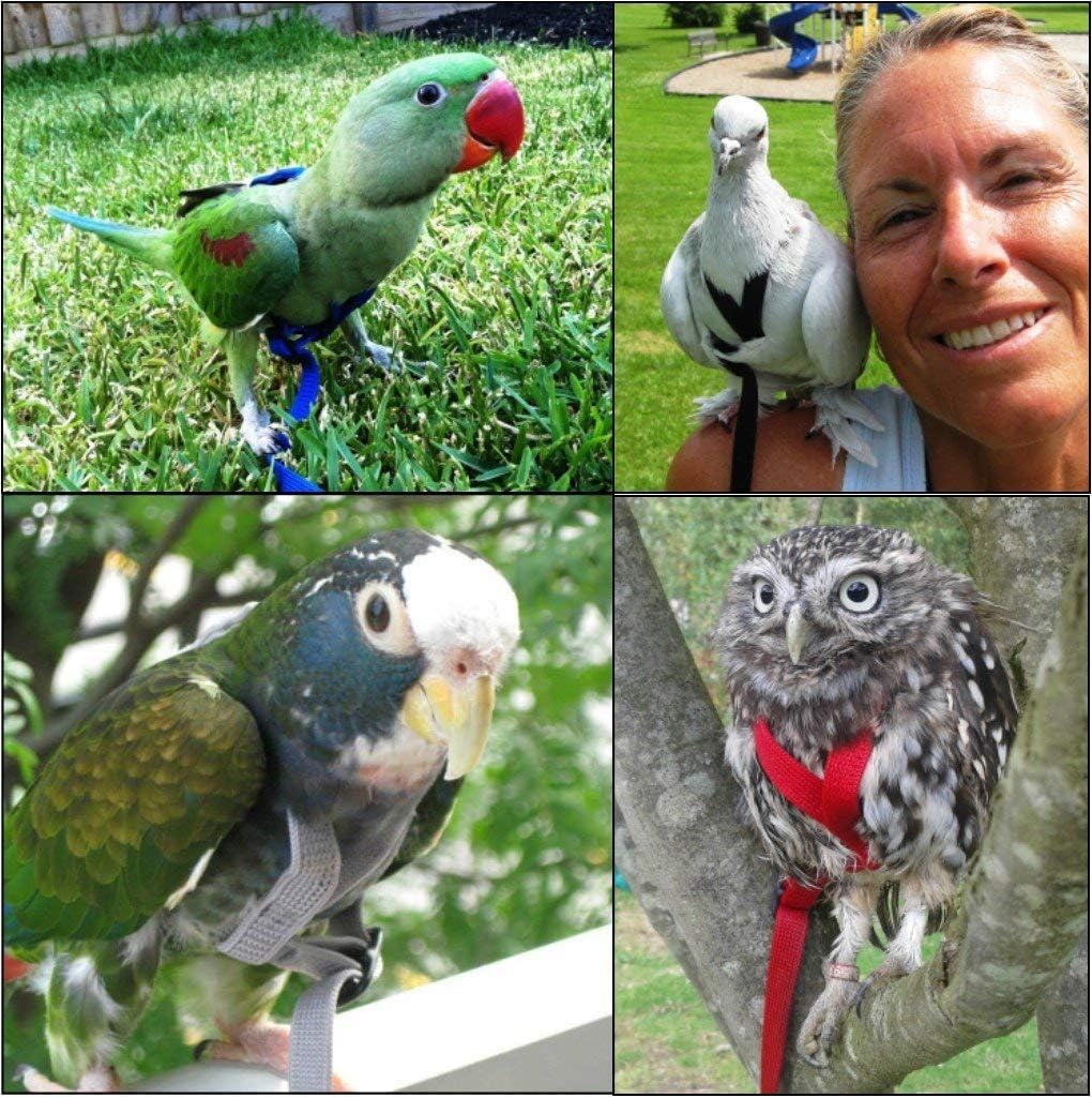 The AVIATOR Pet Bird Harness and Leash: Small Silver :Pet Supplies