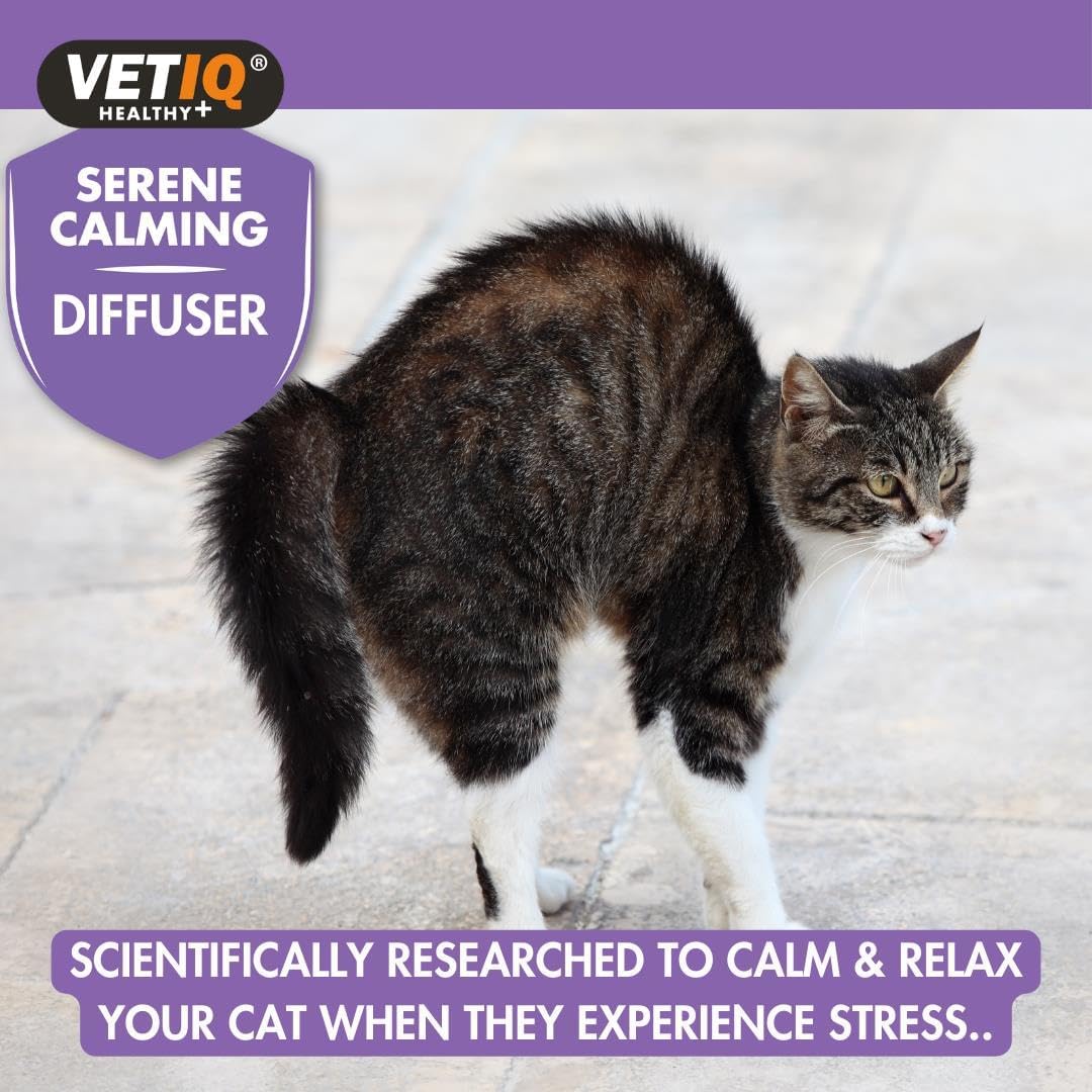 VETIQ Serene Calming Portable Diffuser Starter Kit For Cats & Kittens, Help Calm, Relax & Ease Separation Anxiety, Anxiousness or Hyperactivity, No Plugs or Electricity Needed, Diffuser & 6 ml Refill :Pet Supplies