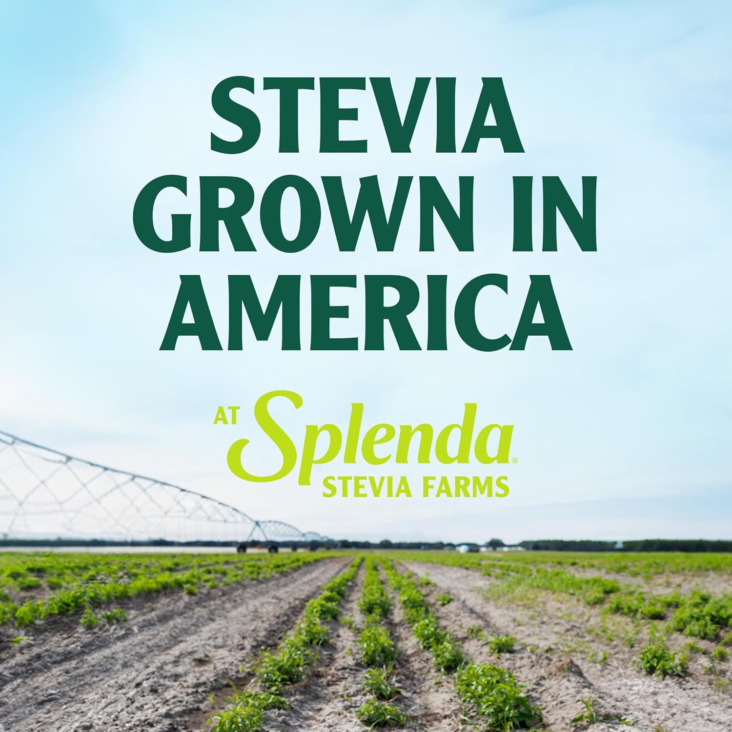 Splenda Stevia Liquid Zero Calorie Sweetener Drops, 1.68 Ounce Bottle (Pack Of 1)
