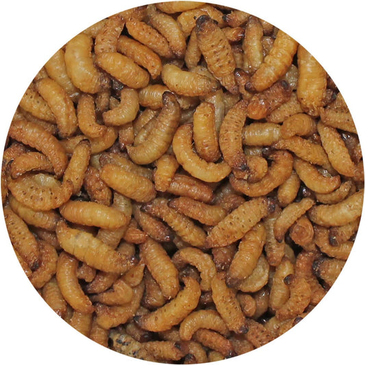 Wax Snax - Dried Wax Worm Insect Treat - Hedgehogs, Sugar Gliders, Reptiles, Wild Birds, Chickens, Lizards, Bearded Dragons, Skunks, Opossums, Amphibians, Turtles, Geckos, Frogs (1 Oz.)