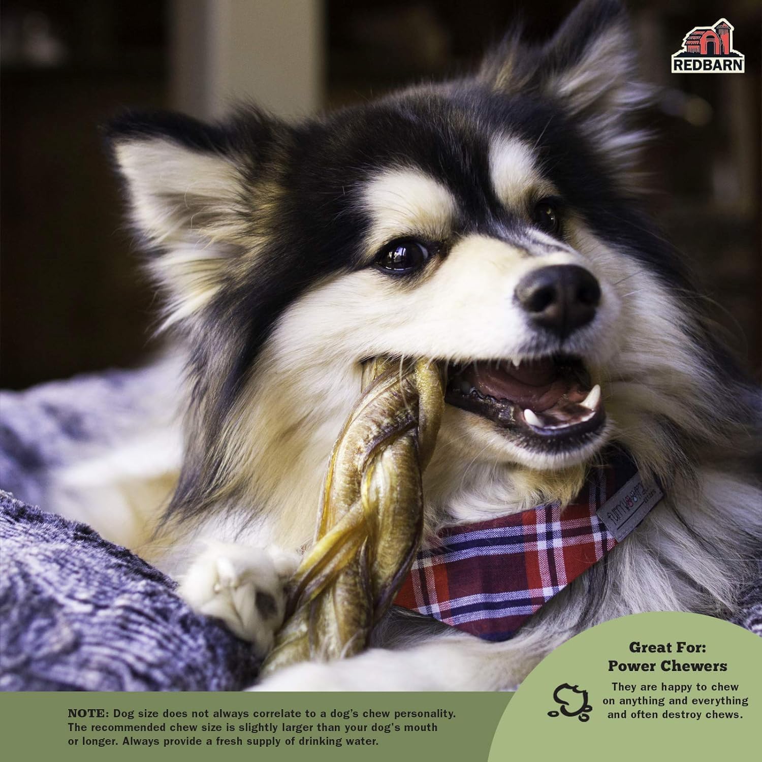 Redbarn All Natural 8-12” Braided Bully Sticks for Medium & Large Dogs - Healthy Long Lasting Beef Chews Variety Party Pack - Single Ingredient Low Odor Rawhide Free - 1 lb Bag - Packaging May Vary : Pet Supplies