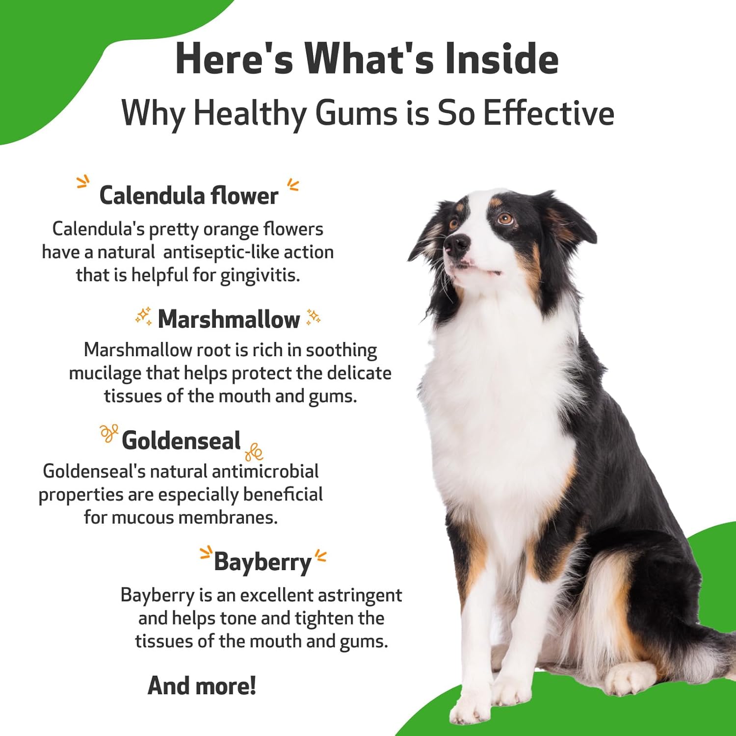 Pet Wellbeing - Healthy Gums for Dogs - Natural Supplement for Healthy Gums, Teeth and Breath Against Dog Gingivitis - 2oz (59ml). : Pet Supplies