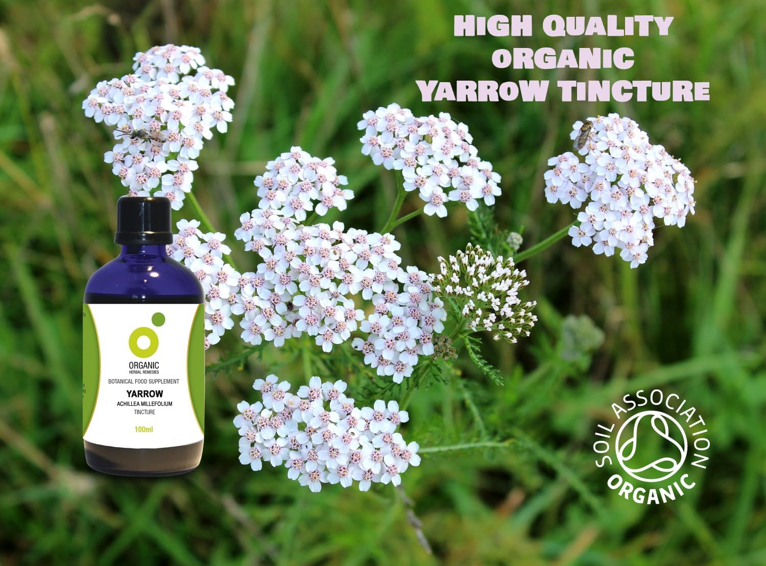 Organic Herbal Remedies 100 ml Yarrow Tincture : Amazon.co.uk: Health & Personal Care