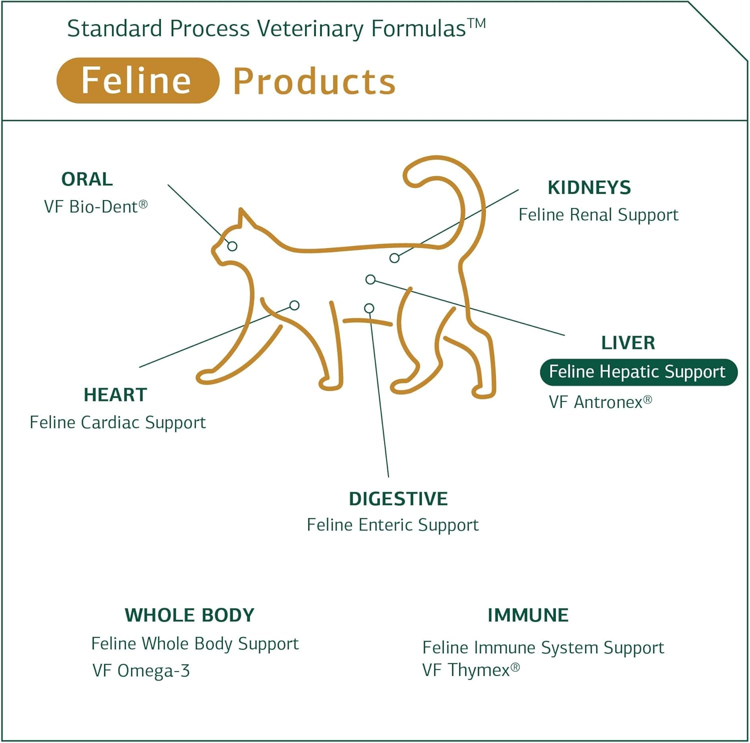 Standard Process Feline Hepatic Support - Cat Health Supplement for Liver Support - Hepatic Circulation & Liver Metabolism Aid - Tablet Supplement to Aid Hepatic Immune Function - 90 tablets : Health & Household