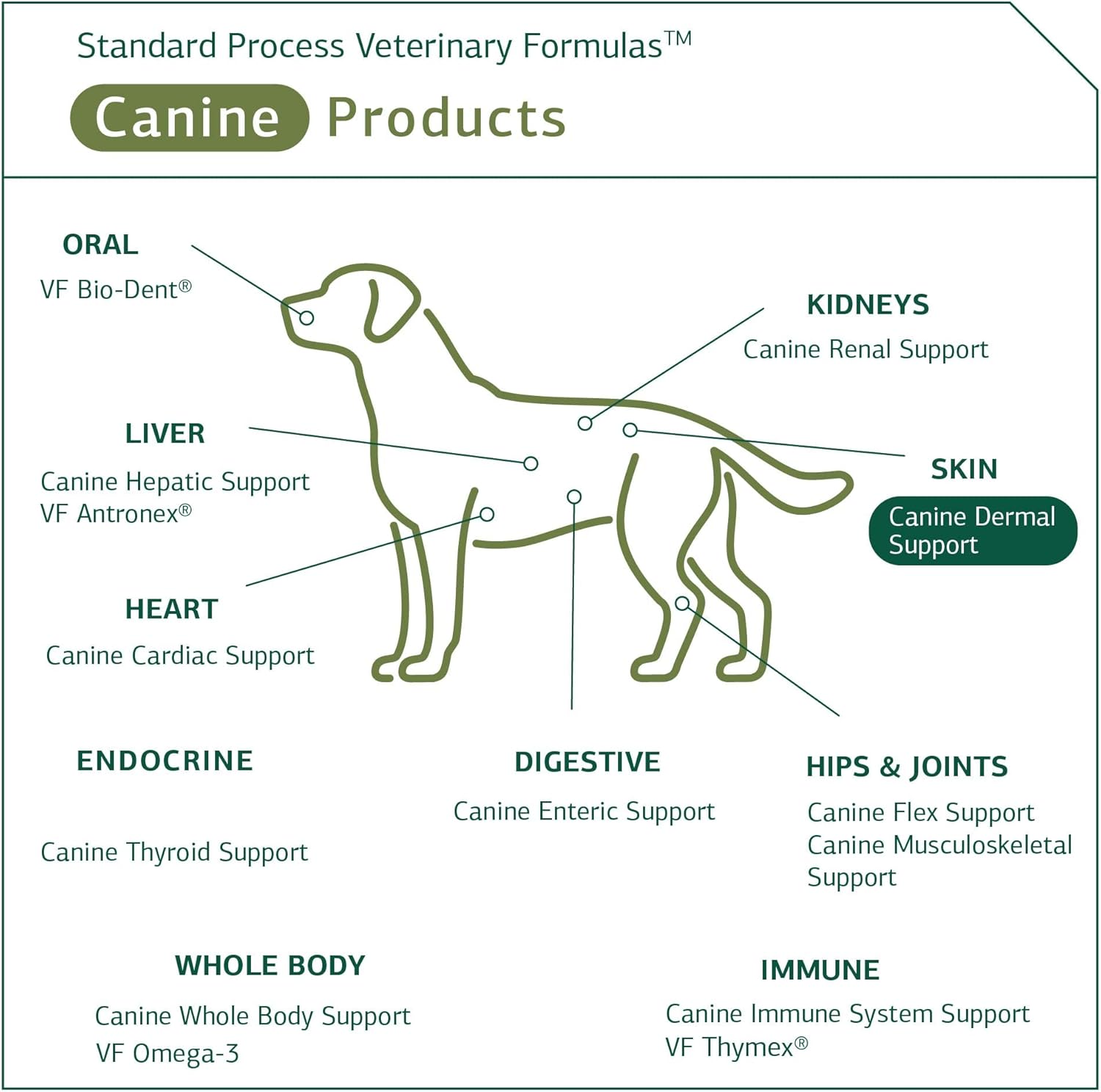 Standard Process Canine Dermal Support - Skin & Adrenal Gland Support Supplement - Comprehensive Skin Health Support Supplement for Dogs - Daily Immune & Liver Support Powder - 125 g : Pet Supplies