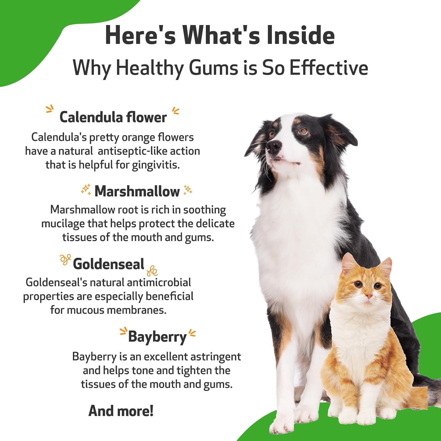 Pet Wellbeing Healthy Gums for Dogs & Cats - Veterinarian Formulated - Healthy Gums & Teeth, Oral Care for Gingivitis, Fresh Breath, Dental Health - Natural Topical for Cats & Dogs 4 oz (118 ml) : Pet Supplies