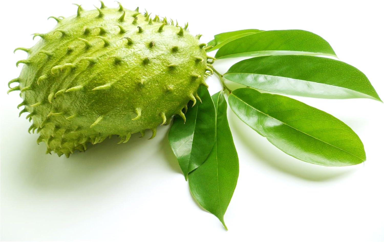 Zokiva Nutritionals Graviola Tea 100 Bags Soursop - Organic Annona Muricata - Guanabana Herbal Tea - 100% Pure Soursop Leaf For - Caffeine-Free, Premium Quality Graviola Tea Bags : Grocery & Gourmet Food