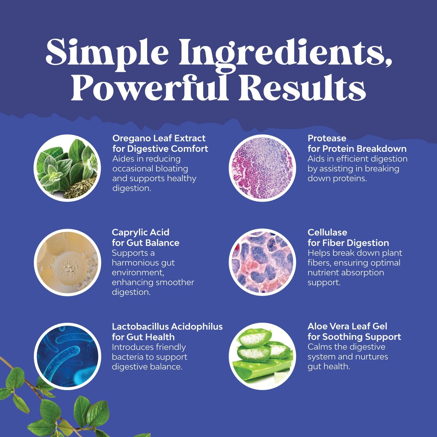 Candida Cleanse Extra Strength Gut Health Supplement - Digestive Enzymes with Probiotics & Prebiotics for Women - Caprylic Acid & Oregano Leaf Herbal Blend for Yeast Infection & Candida Overgrowth : Health & Household