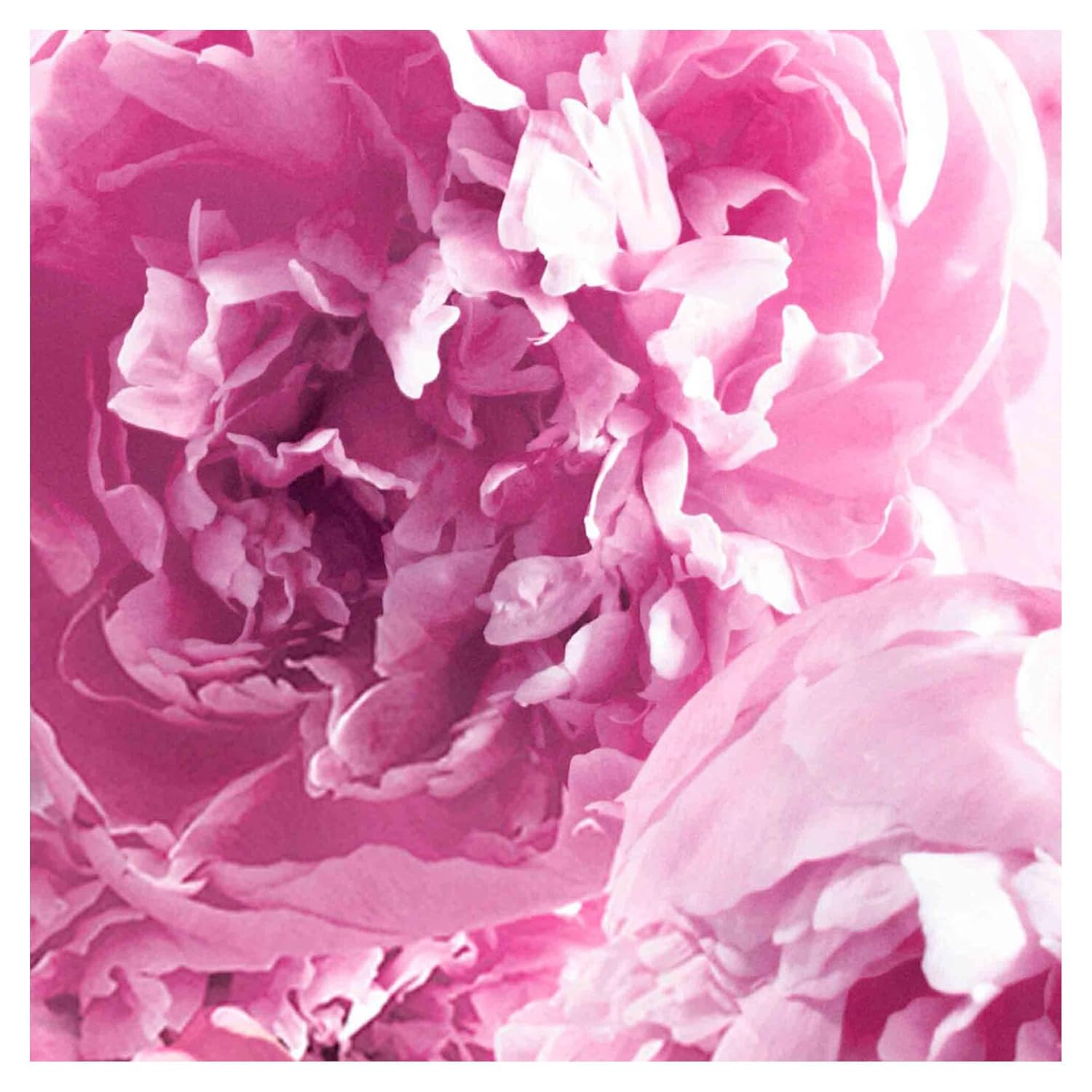 Jo Malone London Peony & Blush Suede Body Crème Body Creme 175Ml : Beauty & Personal Care