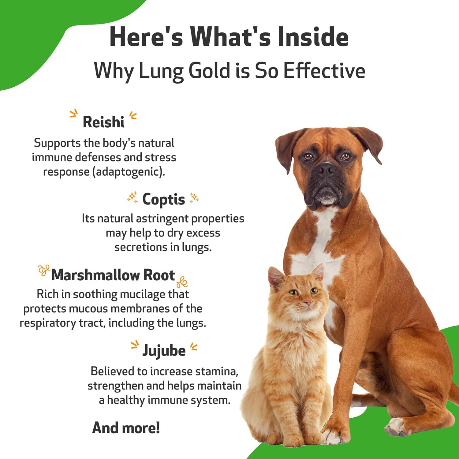 Pet Wellbeing Lung Gold for Dogs & Cats - Vet-Formulated - Lung & Respiratory Immune Support, Open Airways, Easy Breathing - Natural Herbal Supplement 4 oz (18 ml) : Pet Supplies