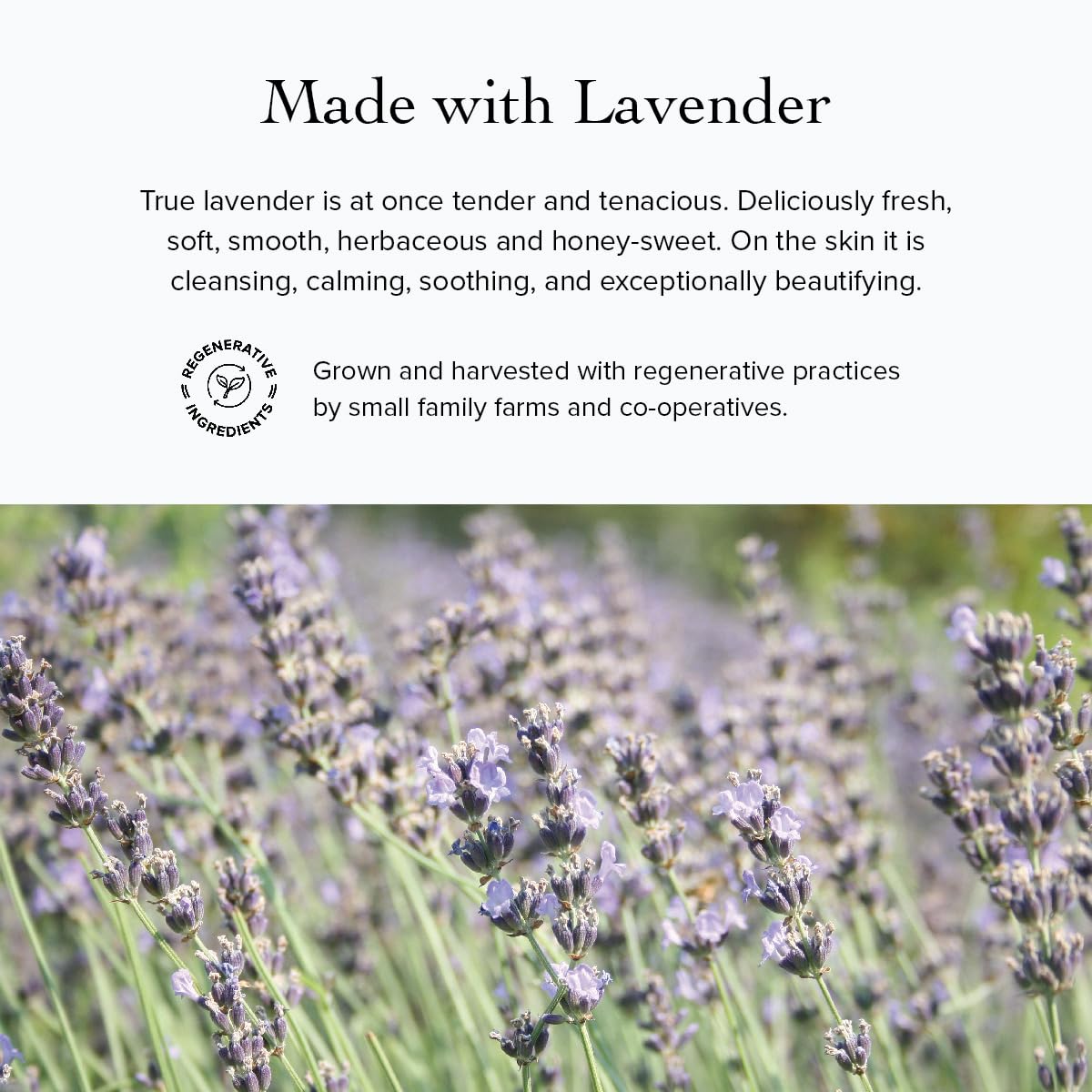 Evanhealy Lavender Argan Light Moisturizer | Sheer Antioxidant Natural Moisturizer Cream For Oily Sensitive Skin | Vitamin E Face Cream : Beauty & Personal Care