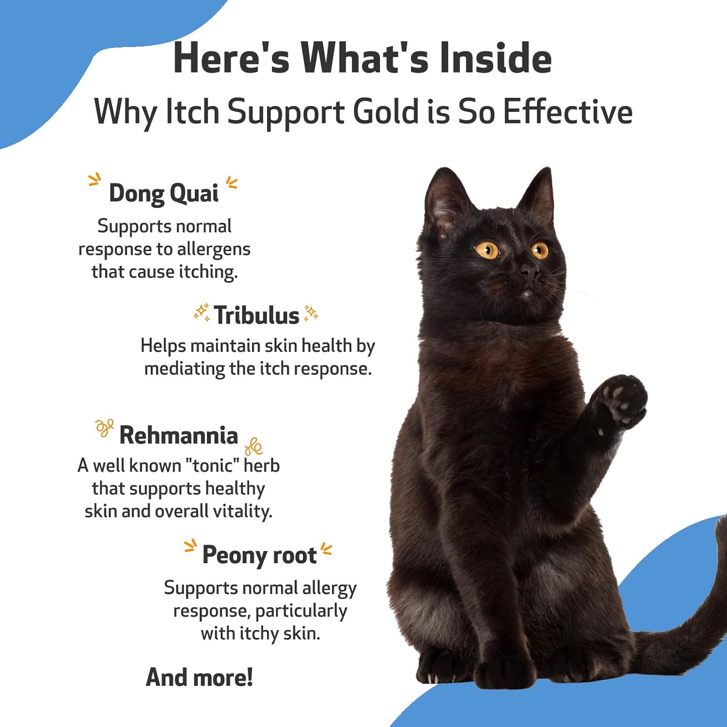 Pet Wellbeing Itch Support Gold for Cats - Vet-Formulated - Itchy Skin & Paws, Hot Spots, Skin Allergies - Natural Herbal Supplement 2 oz (59 ml) : Pet Supplies