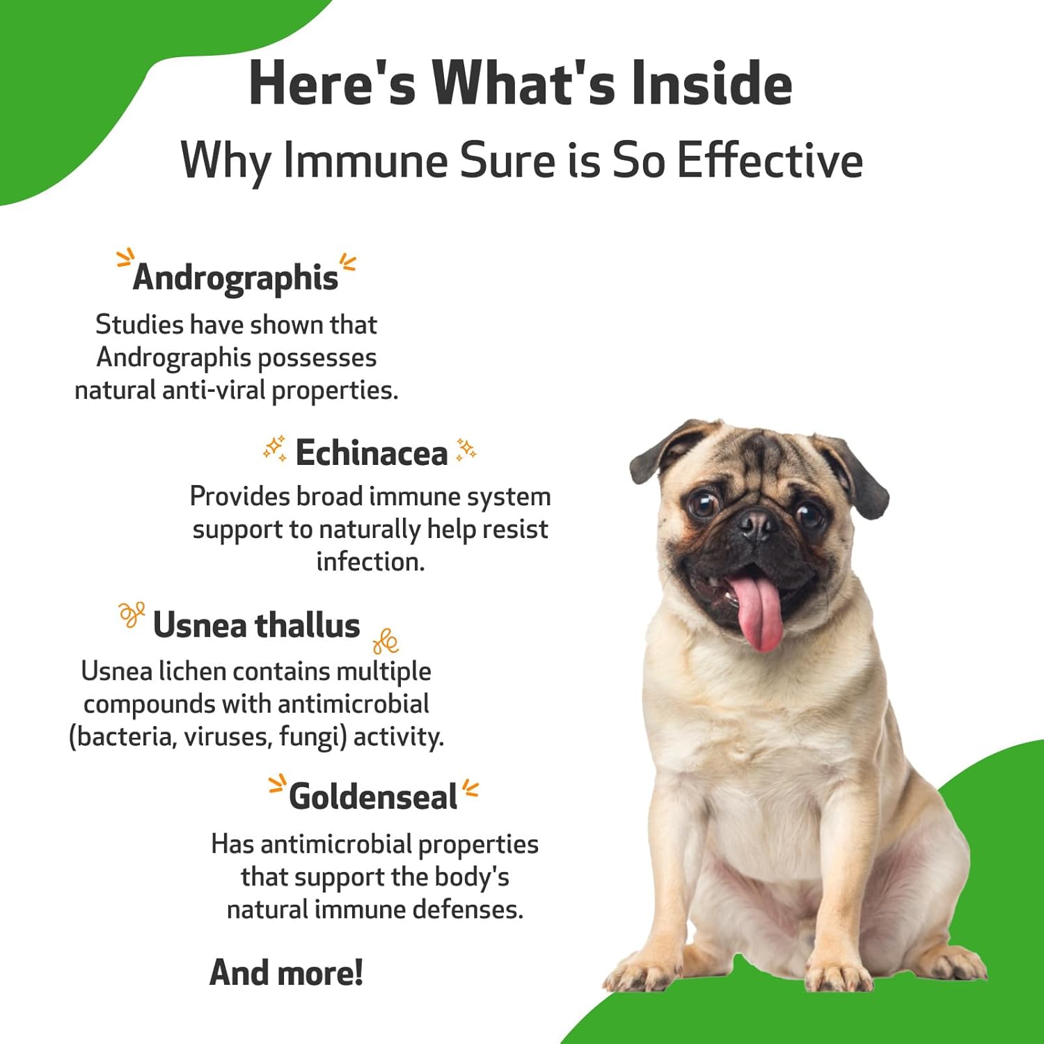 Pet Wellbeing Immune Sure for Dogs - Vet-Formulated - Immune System Support & Protection - Natural Herbal Supplement 2 oz (59 ml) : Pet Supplies
