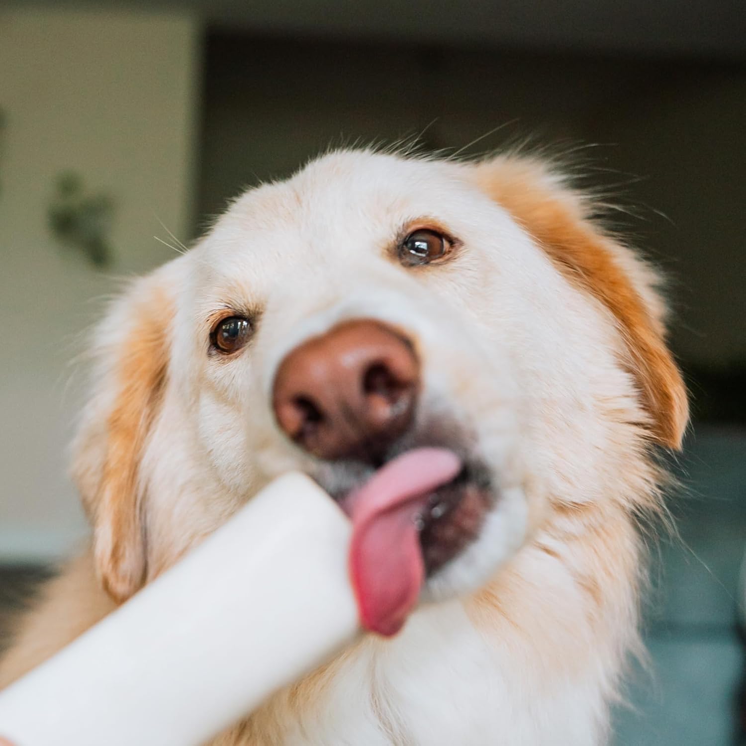 Best Bully Sticks 3-4" Chicken & Apple Filled Dog Bones 5 Pack Shin Bones for Dogs - Highly Digestible, Long Lasting & Refillable Stuffed Dog Bones : Pet Supplies