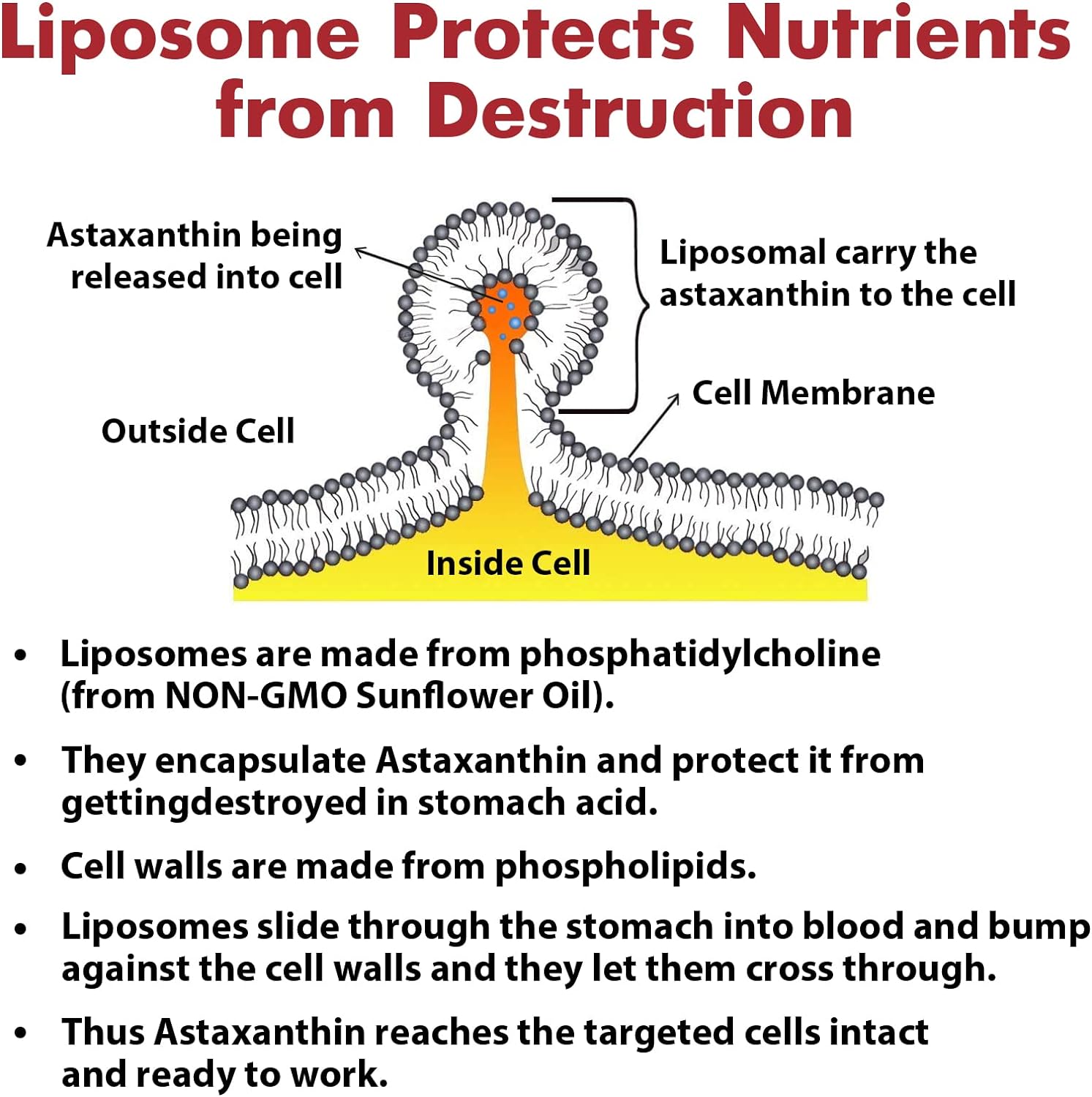 Liposomal Astaxanthin Supplement 24 MG, Maximum Absorption, Antioxidant Stronger Than VIT C, Non-GMO & Gluten Free - 60 Softgels(2 Months Supply) : Health & Household