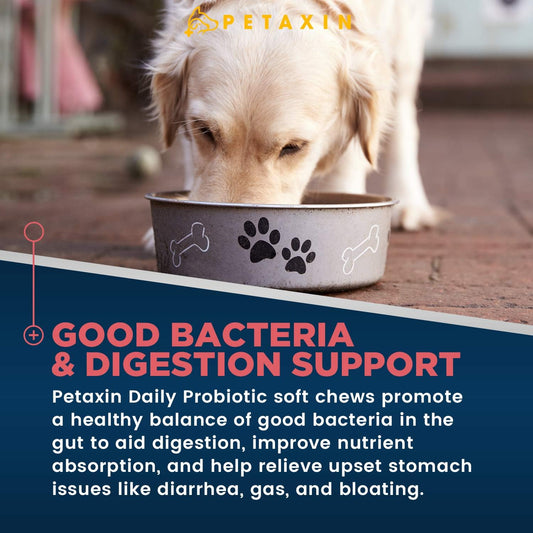 Probiotics for Dogs - 6 Strains with Prebiotics - Supports Digestive and Immune System – Relief for Diarrhea, Bad Breath, Allergies, Gas, Constipation, Hot Spots - Made in USA - 240 Chews