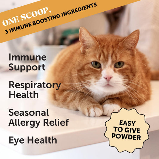 Pet Honesty Immune Health Lysine - Cat Allergy Relief Supplement Powder For Cats - Immune Health - Sneezing, Runny Nose, Watery Eyes - Cats & Kittens Of All Ages - Omega 3S, L-Lysine - Chicken & Fish