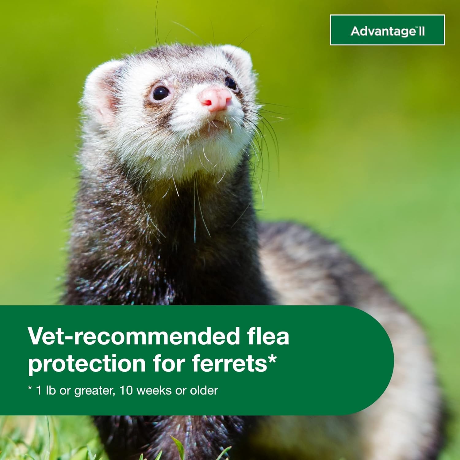 Advantage II Ferret Vet-Recommended Flea Treatment & Prevention | Ferret 1+ lbs. | 2-Month Supply : Pet Supplies