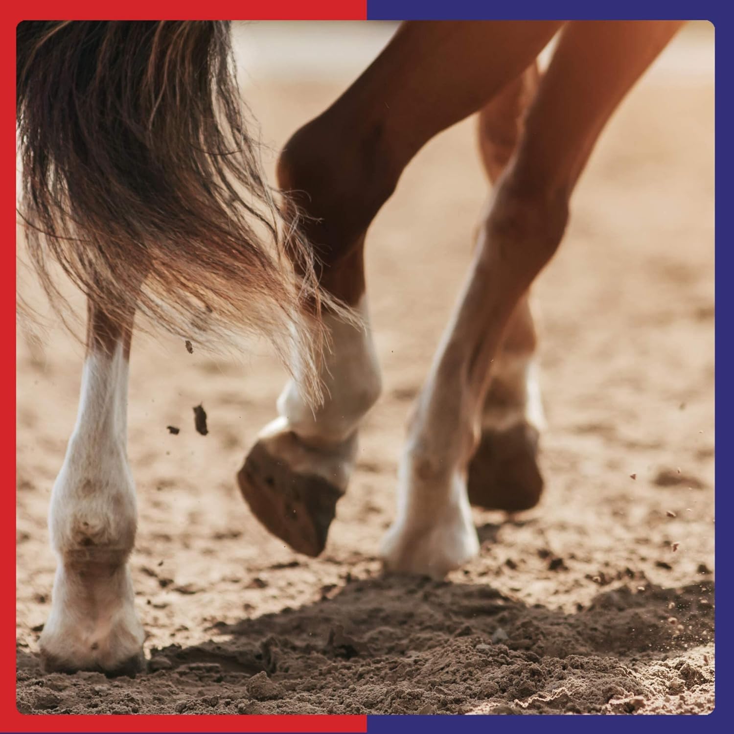 Equine America Biotin Xtra Powder | Premium Ready To Use Horse & Pony Supplement | For Hoof Support | 2.5kg : Amazon.co.uk: Pet Supplies