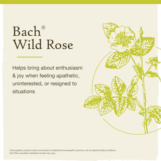 Bach Original Flower Remedies, Wild Rose for Enthusiasm (Non-Alcohol Formula), Natural Homeopathic Flower Essence, Holistic Wellness and Stress Relief, Vegan, 10mL Dropper