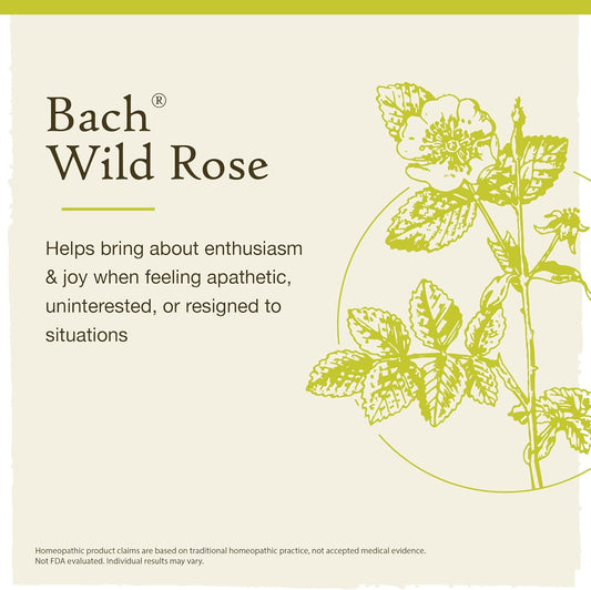 Bach Original Flower Remedies, Wild Rose For Enthusiasm (Non-Alcohol Formula), Natural Homeopathic Flower Essence, Holistic Wellness And Stress Relief, Vegan, 10Ml Dropper